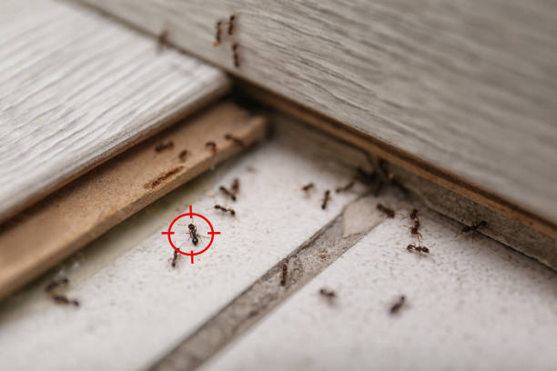 Best Cockroach Control Services  in Midlothian, TX