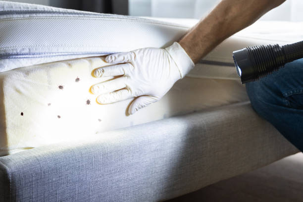Best Ant Control Services  in Midlothian, TX