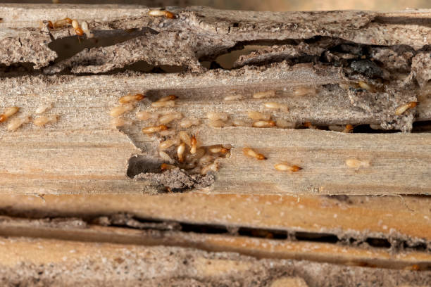 Best Flea Control Services  in Midlothian, TX
